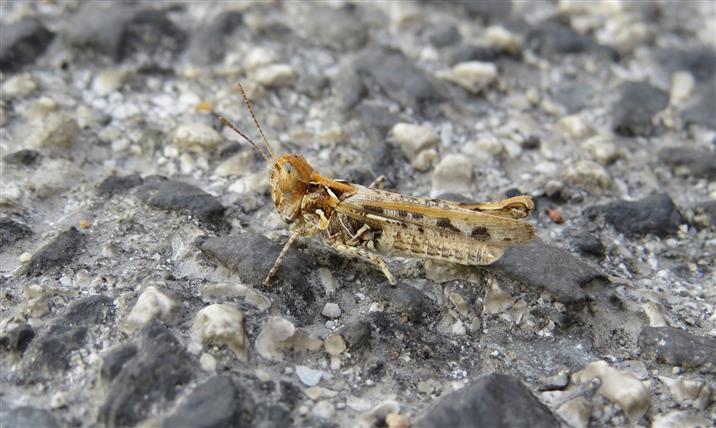 Acrididae: Dociostaurus sp.